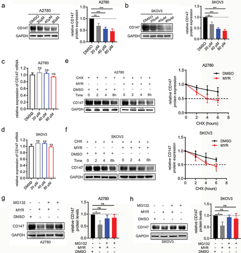 Figure 2. Myricetin accelerates degradation of CD147 protein via the proteasomal pathway. (a-b) The protein level of CD147 in A2780 (a) and SKOV3 cells (b) treated with different concentrations of myricetin (20,40, and 80 μM) or DMSO. Histograms showing the densitometric analysis of the bands normalized to GAPDH. (c-d) The mRNA level of CD147 in A2780 (c) and SKOV3 cells (d) Treated with different concentrations of myricetin (20,40, and 80 μM). (e-f) the protein stability of CD147 in the presence or absence of myricetin was measured by WB. Cycloheximide (CHX, 100 μg/mL) was used to block synthesis of protein. The line charts showing CD147 protein levels at different time points.(g-h) CD147 protein levels in A2780 cells (g) and SKOV3 cells (H) after proteasomal degradation was blocked by MG132 (20 μM). All data were presented as mean ± SD. one-way ANOVA, *p < 0.05, **p < 0.01, ***p < 0.001. ns: not significant.