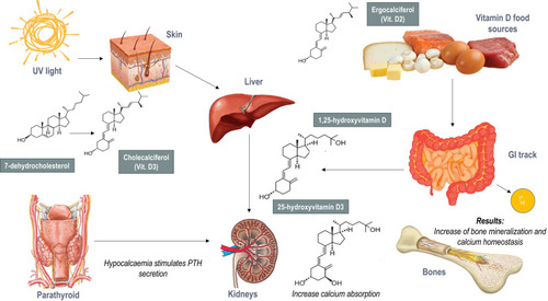 Figure 1 The role of vitamin D in bone metabolism.