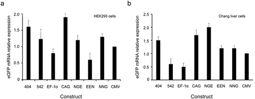 Figure 7. eGFP expression at the mRNA level.