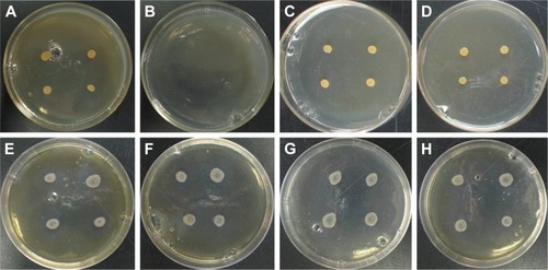 Figure 6 Colonies of Staphylococcus aureus and Escherichia coli after treatment with CMC-Ag1, CMC-Ag2, and CMC-Ag3 at a concentration of 0.00625%.Notes: (A–D) Colonies of S. aureus after treatment with blank, CMC-Ag1, CMC-Ag2, and CMC-Ag3, respectively; (E–H) colonies of E. coli after treatment with blank, CMC-Ag1, CMC-Ag2, and CMC-Ag3, respectively.Abbreviation: CMC-Ag, carboxymethyl chitosan–nanosilver.