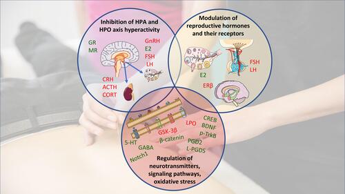 Figure 1 Potential mechanisms by which acupuncture may improve perimenopausal depression and insomnia. Manual- and/or electro-acupuncture may alter hypothalamic-pituitary-adrenal and -ovarian hyperactivity; modulate reproductive hormones and their receptors, or regulate neurotransmitters, signaling pathways, and oxidative stress. Green indicates an upregulation/increase by acupuncture (↑); red indicates a downregulation/decrease (↓). Acupuncture may also improve perimenopausal depression and insomnia by improving vasomotor symptoms, while this indirect effect is not shown. Images are adapted from Servier Medical Art under Creative Commons CC-BY license.