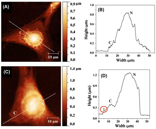 Figure 4. Tapping-mode AFM images and corresponding surface profiles of 3T6 fibroblasts. (A,B) An untreated cell. (C,D) A cell incubated with cationic liposomes.