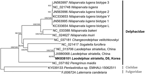 Figure 1. Neighbour-joining (10,000 bootstrap repeats) and maximum-likelihood (1,000 bootstrap repeats) phylogenetic trees of seven insect species in the family Delphacidae, three Laodelphax striatellus (MK838101 in this study, NC_013706, and JX880068), six Nilaparvata lugens (NC_021748, JN563997, JN563996, JN563995, KC333653, and KC333654), Nilaparvata bakeri (NC_033388), Nilaparvata muiri (NC_024627), Sogatella furicefera (NC_021417), Changeondelphax velitchkovskyi (NC_037181), and Peregrinus maidis (NC_037182), and as outgroup species, Pentastiridius sp. (KY039133) and Laternaria Candelaria (FJ006724). Phylogenetic tree was drawn based on neighbour-joining tree. The numbers above branches indicate bootstrap support values of neighbour-joining and maximum-likelihood phylogenetic trees, respectively.