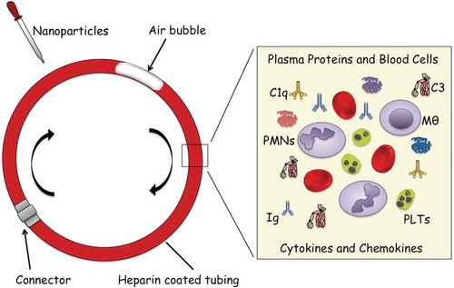 Figure 2. Blood loop model for assessment of activation of innate immunity systems and blood cells induced by nanoparticles (NPs). The model consists of tubing (internal diameter of 4 mm, length of 20 cm) that is covalently coated with heparin. Human blood, freshly drawn and without anticoagulants (2.0 mL) is added together with NPs in final concentration of ranging from 10 ng/mL to 5 µg/mL blood. Thereafter, the tubing is closed to form loops using connectors of stainless steel coated with immobilized heparin and rotated vertically for 60 min at 20 rpm in a 37°C water bath. After or during incubation, aliquots of blood are removed and analyzed for platelet counts (using a cell counter), leukocyte activation (by FACS analysis), and fluid phase markers resulting from activation of the complement, coagulation, contact/kallikrein systems, and release of cytokines and chemokines using various multiplex assays (see text for details). It should be noted that it is not possible to isolate NPs for corona determination after incubation in whole blood since they will adhere to or be phagocyted by leukocytes [Citation61]. An extensive description of the experimental protocol is found in ref [Citation57] and the figure is reproduced with permission from the publisher.