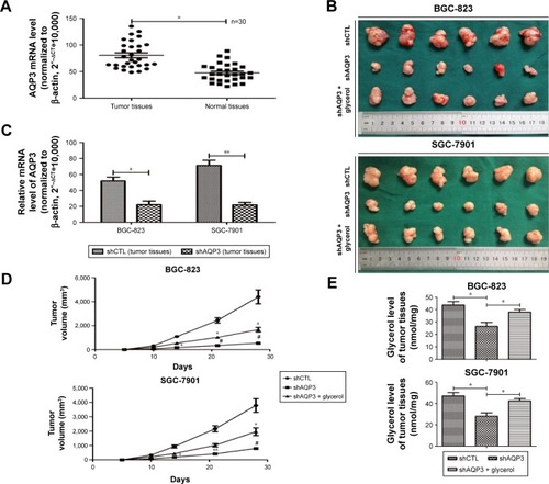 Figure 2 Silencing of AQP3 decreases the cell viability of cancer cells in vivo.