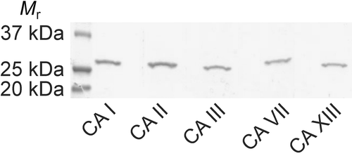 Figure 1.  Sodium dodecyl sulphate–polyacrylamide gel electrophoresis (SDS-PAGE) of the recombinant human carbonic anhydrase (CA) isozymes used for the present analyses.