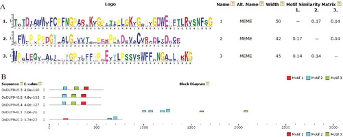 Figure 1. Conservative structural analysis of rice OsDUF946 family. (A) Motif 1, motif 2 and motif 3 were conserved motifs in rice OsDUF946 family obtained by MEME. (B) Distribution of conserved motifs in OsDUF946 proteins identified by MEME software.
