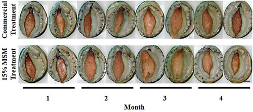 Figure 3. Experiment 3 lip and foot colour of greenlip abalone in either the commercial treatment or the 15% MSM treatment (formulated to contain 15% mixed species macroalgae meal (MSM) and 85% of commercial diet) during a four-month on-farm feed trial. Bar = 1 cm.
