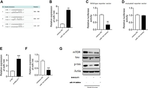 Figure 3 MALAT1 acted as a sponge for miR144 in hippocampus cells. (A) The predicted binding sites with complementary alignments between MALAT1 and miR-144. (B) miR-144 expression was determined by qRT-PCR in hippocampus cells transfected with NC or miR-144 mimics. (C and D) Relative luciferase activity of wild type or mutant reporter vector in hippocampus cells transfected with NC or miR-144 mimics. (E and F) The relative expression of miR-144 in hippocampus cells transferred with si-NC or si-MALAT1 or inhibitors NC or miR144 inhibitors. (G) Hippocampus cells were transfected with siRNAs and miRNAs, and 24 h later cells were treated with HG (75 mM) for 24 h. The protein levels of mTOR, tau and p-tau were determined by Western blot. N = 3; ** p < 0.01 and *** p < 0.001.