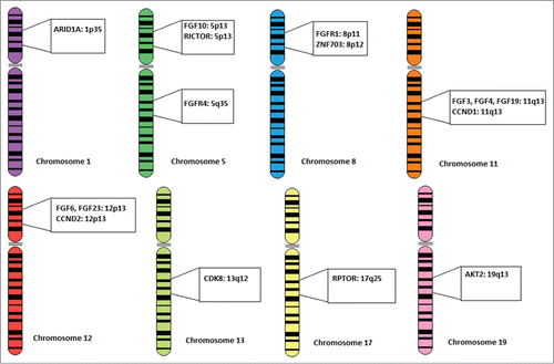 Figure 4. Chromosomal localizations of FGF/FGFR and other correlated genes. Chromosomal localizations of all FGF ligand and FGF receptor genes found in the patient population, along with the 7 genes (CCND1, CCND2, RICTOR, ZNF703, RPTOR, AKT2, and CDK8) that were found to have abnormalities which were independently associated with FGF/FGFR aberrations in multivariate analysis. Several of these genes, such as CCND1, FGF3, FGF4, and FGF19 co-localize on the same amplicon.