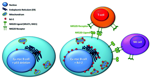 Figure 1. Eµ-myc B-lymphoid tumor cells overexpressing Bcl-2 are cleared by NK and T-cells more efficiently than Eµ-myc cells with defects in the p53 signaling cascade. This effect could be attributed to the upregulation of NKG2D ligands (RAE1 and MULT1) on lymphoma cells overexpressing Bcl-2, resulting in efficient recognition and eradication by the immune system.