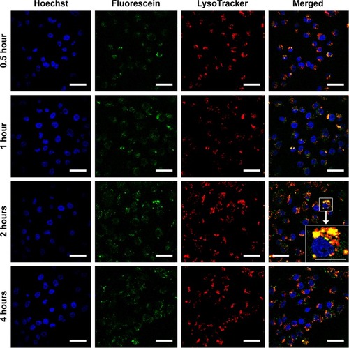 Figure 8 Intracellular trafficking of FL-PTX-CH Emul in MDA-MB-231 cells at different time intervals (0.5, 1, 2, and 4 hours). Scale bars are 40 µm, with the exception of the magnified inset which is 20 µm.Abbreviation: FL-PTX-CH Emul, fluorescein-labeled paclitaxel–cholesterol emulsion.