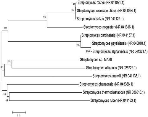 Figure 2. Phylogenetic tree of potent Streptomyces sp. (MA30) based on 16S rRNA sequence analyzed by Bootstrap method.