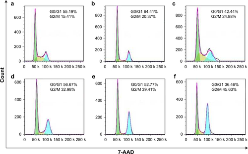 Figure S2 Flow cytometry analysis of cell-cycle arrest in LS180 cells. (a) Control group; (b) GNP-PEG group; (c) GNP-PEG-R8 group; (d) IR group; (e) IR 6 Gy + GNP-PEG group; (f) IR 6 Gy + GNP-PEG-R8 group.Abbreviations: GNP, gold nanoparticle; PEG, poly(ethylene glycol); R8, octaarginine; IR, irradiation.