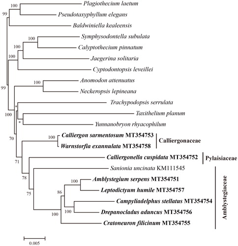 Figure 1. The maximum likelihood tree of 21 Hypnales species based on 82 plastid protein-coding genes. The numbers above the branches are bootstrap support values, * indicate bootstrap is < 50. The newly seqeunced eight species Amblystegium serpens, Campyliadelphus stellatus, Cratoneuron filicinum, Drepanocladus aduncus, Leptodictyum humile, Calliergon sarmentosum, Warnstorfia exannulata, and Calliergonella cuspidata are in bold. The data of the species without GenBank accession numbers were retrieved from the study of Liu et al. (Citation2019). The classfication followed Goffinet et al. (Citation2008) and Paulo et al. (Citation2018).