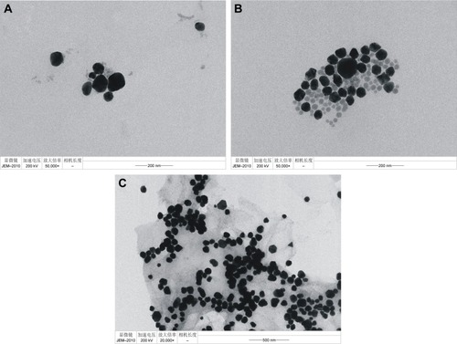 Figure 4 TEMs of analysis system.Notes: (A) 35 nmoL/L HP +240 ng/mL GONR +0.167 mmoL/L HCl +0.34 mmoL/L TCA +5.6 μmoL/L HAuCl4. (B) A+4 ng/mL hCG. (C) A+10 ng/mL hCG.Abbreviations: TEM, transmission electron microscopy; HP, hCG polypeptide; GONR, graphene oxide nanoribbon; TCA, trisodium citrate; hCG, human chorionic gonadotropin.