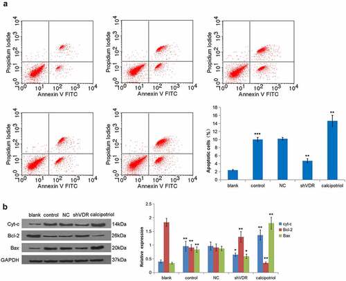 Figure 4. VDR suppresses liver fibrosis by regulating cell apoptosis. (a) The effects of VDR knockdown or calcipotriol treatment on the apoptosis of TNF-α-stimulated LX-2 cells were detected by flow cytometry. (b) The expression of Cyt-c and Bax in TNF-α-stimulated LX-2 cells following VDR knockdown or calcipotriol treatment were detected by Western blot.