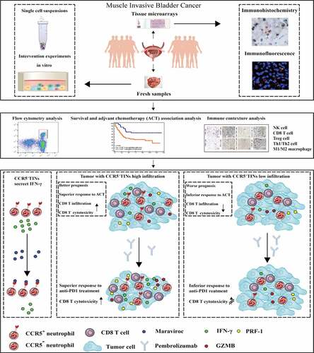 Figure 6. Graphical summary of this study. Schematics depicting the materials and methods used in the research and the role of CCR5+TINs in mediating anti-tumor and associated with favorable prognosis and therapeutic responses in MIBC. IFN = interferon; GZMB = granzyme B; PRF-1 = perforin.