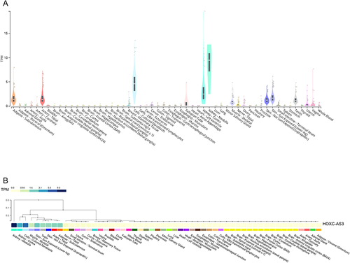 Figure 2 Expression of HOXC-AS3 across diverse normal human tissues was shown in violin plots (A) and cluster heatmaps (B) from GTEx.