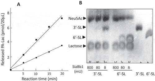 Figure 3. Analysis of the substrate specificities of SiaBb1. (A) Enzymatic reaction of SiaBb1 toward PA-3ʹ- and 6ʹ-sialyllactoses. Closed square, PA-3ʹ-sialyllactose; closed circle, PA-6ʹ-sialyllactose. (B) TLC of released sialic acids from 3ʹ- and 6ʹ-sialyllactoses by the enzymatic action of SiaBb1. TLC was developed with a solvent of 1-butanol/acetic acid/water (2/1/1) followed by spraying with the diphenylamine-aniline-phosphoric acid reagent.