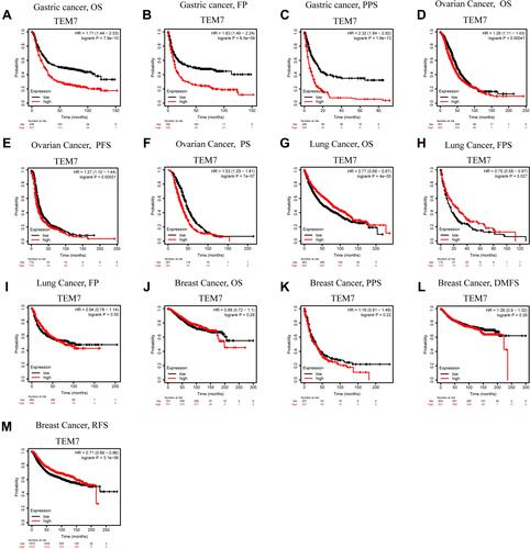 Figure 2 Kaplan–Meier survival curve analysis of the prognostic significance of high and low expression of TEM7 in different types of human cancers using the Kaplan–Meier plotter database (A–M). (A–C) High TEM7 expression was correlated with worse OS, PF and PPS in GC cohorts (n = 437, n = 320, n = 249). (D–F) Survival curves of OS, PFS and PS in the Ovarian cancer cohort (n = 825, n = 716, n = 391). (G–I) OS, FPS and FP survival curves of Lung cancer. High TEM7 expression was correlated with poor OS and FPS (n = 962, n = 172, n = 489). (J–M) OS, PPS, DMFS, RFS in the Breast cancer cohort (n = 701, n = 207, n = 901, n = 1972).