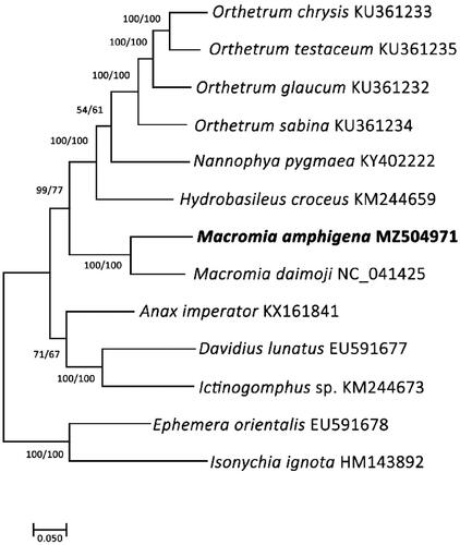 Figure 1. Phylogenetic tree of 13 order Odonata including M. amphigena. Reconstruction of maximum likelihood (ML) and maximum parsimony (MP) trees was based on 13 PCGs and two rRNA genes (13,924 bp). Numbers at the branches represent the bootstrap support values for ML (left) and MP (right), respectively. Branching patterns and branch lengths follow the results of ML analysis.