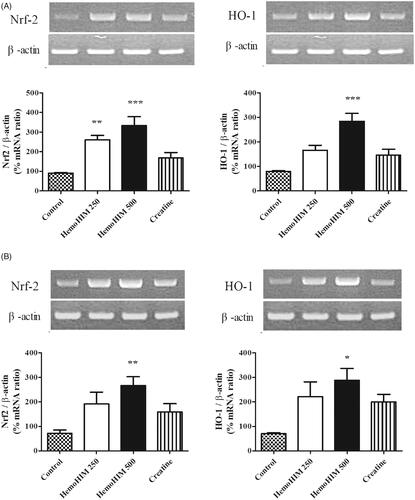 Figure 7. Effects of HemoHIM on (A) Nrf-2 and, HO-1 in liver, and (B) Nrf-2 and, HO-1 mRNA expression levels in muscle using reverse transcriptase PCR after exercise challenge. Data are expressed as mean ± SEM. Comparison was made between control and HemoHIM groups. Significant difference from control group (*p < 0.05, **p < 0.01, ***p < 0.001).