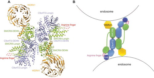 Figure 1. Model of the CSW complex. (A) The overall structure of the CSW complex. The structure shows a two-fold symmetry. C9orf72, SMCR8, and WDR41 are colored in light blue, light green, and orange, respectively. The domains are denoted. The arginine finger is highlighted in red dashed lines. The dimer interface of the two protomers is denoted in blue dashed lines. (B) The proposed model of how the CSW complex promotes the fusion of endosomes: the CSW complex tethers two endosomes using WDR41, and promotes the fusion by activating RABs located on the surface of endosomes. C9orf72, SMCR8, and WDR41 are colored in blue, green, and yellow, respectively, while RABs are shown in dark blue. The arginine finger is highlighted as a dark pink line. The organization of domains is based on the structure in (A).