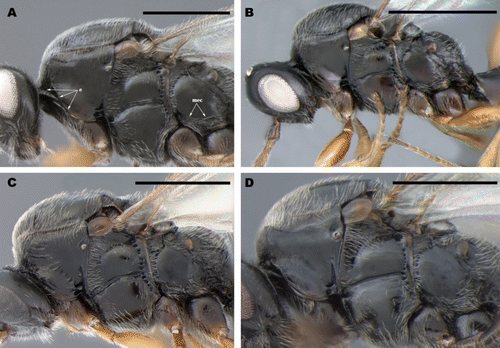 Figure 2.  Mesosoma, lateral view: (A) B. parvulus, (B) B. acuticaudatus sp. n., (C) B. hawaiiensis, (D) B. nudipleuralis. Scale bar (A–D): 0.5mm. *e: epomia, mec: metapleural epicoxal carina.