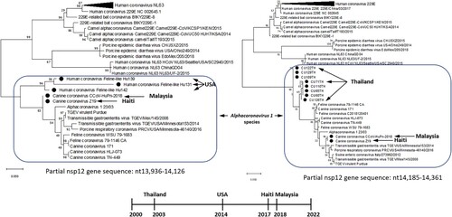 Figure 1 . Phylogenetic tree of hCFPL-CoVs based on the nsp12 region available for CU65TH-CU129TH samples from Thailand (A), and on the nsp12 region available for Hu139-Hu142 samples from USA (B). Bootstrap values are represented at key nodes. Scale bar indicates nucleotide substitutions per site. The evolutionary history was conducted in MEGA X inferred using the Maximum Likelihood method and General Time Reversible model. The hCFPL-CoVs are labeled with black circle marker.
