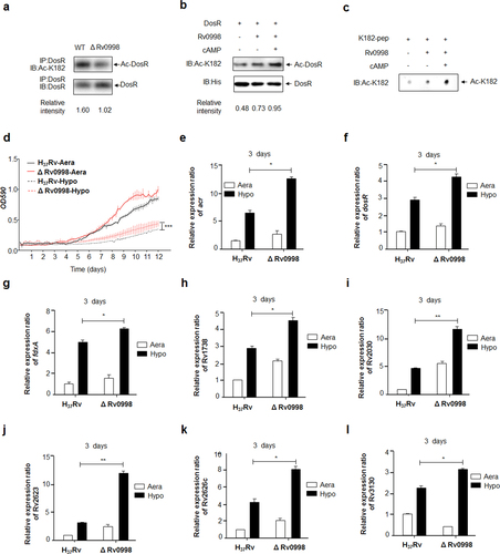 Fig. 3 Rv0998 acetylates DosR and negatively regulates the adaption of Mtb to hypoxia.a Acetylation of DosRK182 in the Rv0998 deletion mutant of Mtb H37Rv was downregulated. DosR from the Rv0998 deletion mutant or the wild-type Mtb H37Rv was immunoprecipitated (IP) by an anti-DosR antibody. Acetylation levels were detected by immunoblotting (IB) with an anti-DosR Ac-K182-specific polyclonal antibody. Western blots were repeated at least three times—a representative blot is shown. b Rv0998 acetylates DosR K182 in vitro. DosR (2 μg) was incubated with or without Rv0998 (2 μg) or cAMP (200 μM). Acetylation levels were determined by immunoblotting. The western blot shown is representative of at least three independent experiments. c Rv0998 acetylates K182 peptides of DosR in vitro. K182 peptide (2 μg) was incubated, with or without Rv0998 (2 μg) or cAMP (200 μM). Acetylation levels were determined by dot blot. The dot blot shown is representative of at least three independent experiments. d Deletion of Rv0998 promoted the hypoxia response of Mtb. A growth curve was measured for the Rv0998 deletion mutant and wild-type Mtb H37Rv under aeration and hypoxia. e–l Deletion of Rv0998 promoted the transcription of acr (e), dosR (f), fdxA (g), Rv1738 (h), Rv2030 (i), Rv2623 (j), Rv2626c (k), and Rv3130c (l). Bacteria were cultured and harvested on day 3 to isolate total RNA. Relative transcriptional levels were determined using the 2−ΔΔCt method. The expression of tested genes was normalized to that of 16S rRNA. Values represent the mean ± SD from three independent experiments. *P < 0.05.** P<0.01. Student’s t-test