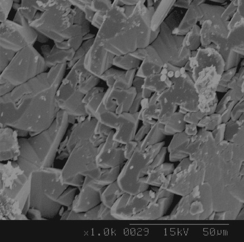 Figure 4 SEM image of pure CaT crystals.