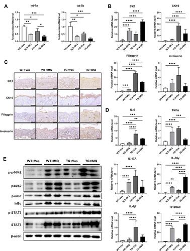 Figure 5 Lin28a induces abnormal differentiation in Lin28a TG mice by regulating cytokines and signaling pathways: (A) total RNAs were isolated from mouse skin tissue and reverse transcribed using TaqMan MicroRNA Reverse Transcription Kit (Applied Biosystems). Relative expression levels of let-7 microRNAs were examined through RT-PCR using TaqMan MicroRNA Assay (Applied Biosystems); (B) total RNAs were isolated from mouse skin tissue and reverse transcribed. Relative mRNA expressions of early and late differentiation markers were analyzed by RT-PCR; (C) skin samples of WT and Lin28a TG with Vas or IMQ were stained with CK1, CK10, filaggrin, and involucrin. Scale bars represent 128 μm; (D) relative mRNA expression of cytokines and chemokines, which play important roles in psoriasis were examined by qRT-PCR; (E) Western blotting analysis of phosphorylated ERK and total ERK, phosphorylated Iκ-Bα and total Iκ-Bα, p-STAT3 and total STAT3. Two-way ANOVA followed by Tukey’s multiple comparisons test was performed using GraphPad Prism 9. All data are presented as mean ± SEM; *p < 0.05, **p < 0.01, ***p < 0.001, and ****p < 0.0001 compared with each group.