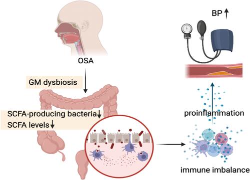 Figure 4 The postulated pathophysiology of OSA-associated hypertension mediating inflammation from gut microbiome dysbiosis crosstalk between with immune imbalance. In OSA patients, structural reorganization of the gut microbiota due to the altered intestinal lumen environment and the decrease of fecal SCFA lead to “leaky gut”, which triggers an intrinsic and adaptive immune response leading to a low-grade inflammatory state in the body that damages the vascular endothelium and causes vasodilatation disorders and atherosclerosis, ultimately leading to hypertension.