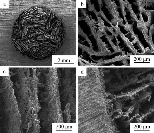 Figure 4. SEM images of bi-layered CPC scaffold: (a), (b) the section perpendicular to long axis of cylindrical scaffold; (c) the section parallel to long axis of cylindrical scaffold; and (d) the interface between the porous core and dense CPC shell.