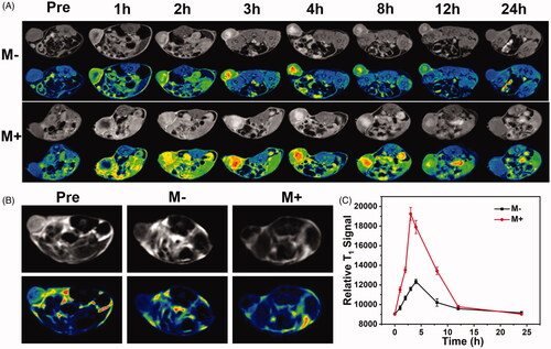 Figure 7. (A) In vivo MR imaging tests. (A) T1-weighted MR imaging of mice model with or without magnet after injection of Gd-MFe3O4 NPs at various time intervals; (B) T2-weighted MR imaging of mice model in the presence and absence of magnetic field at 4 h after injection of Gd-MFe3O4 NPs (C) T1-weighted MRI signals of the tumors at 0, 1, 2, 3, 4, 8, 12, and 24 h after administration of Gd-MFe3O4 NPs. Values are expressed as mean ± SD (n = 5).