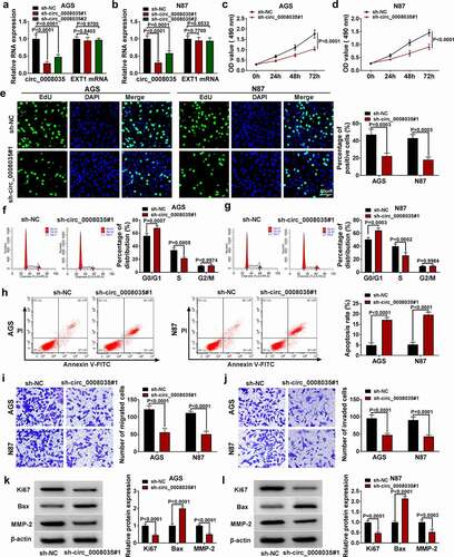 Figure 2. Circ_0008035 silencing inhibited the malignant behavior of GC cells. (a, b) The expression of circ_0008035 and EXT1 mRNA was detected by qRT-PCR. (c, d) MTT was used to detect cell viability. (e) Cell proliferation was measured by EdU assay. (f, g) The cell cycle was detected by flow cytometry. (h) The cell apoptosis was detected by flow cytometry. (i, j) Transwell was used to detect the cell migration and invasion. (k, l) Western blot was used to detect the expression of relative proteins.