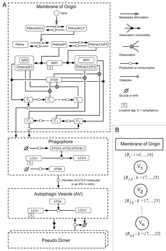 Figure 5. Overview of key molecules included in the mechanistic stochastic model of autophagic vesicle dynamics. (A) Molecules and reactions included in this model are illustrated using the conventions of Systems Biology Graphical Notation (SBGN). Compartments are indicated by dashed lines. Chemical species are represented by rounded rectangles. Arrows represent interactions as indicated in the legend on the right. Reactions considered in the model are listed in Equations 1–23. (B) Reaction nomenclature. For our model, the reactions that take place in a given cell at a given time t are partitioned into n(t) + 1 sets, where n(t) is the number of PGs and mature AVs present in the cell at time t. Recall that we consider 23 different reactions (Eqns. 1–23). Sixteen of these reactions involve chemical species in the membrane-of-origin compartment (Eqns. 1–16), i.e., the compartment from which all PGs and mature AVs emerge. The other seven reactions (Eqns. 17–23) are associated with specific PGs or AVs, and as a result, there are n(t) instances of each reaction described by Equations 17–23. For example, in our model, each PG is allowed to mature into an AV (Eqn. 20), and each mature AV is allowed to fuse with a lysosome (Eqn. 23). Thus, the total number of reactions in a cell at time t, including multiple instances of reactions, is 16 + 7n(t). We label all n(t) maturing and mature vesicles present in a cell at time t as follows: V1, V2…, Vn. The reactions specific to vesicle k are labeled Rk,17, Rk,18, Rk,19, Rk,20, Rk,21, Rk,22 and Rk,23. The reactions involving chemical species in the membrane-of-origin are labeled R1, R2,…, R16.