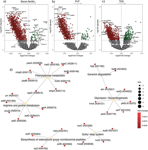 Figure 4. Association of serum ferritin and executive function with bacterial functionality in men. (a-c) Volcano plots of microbiome molecular functions associated (p adjusted < 0.05) with serum ferritin (a), PVF (b), and TDS (c) in men as calculated by ANCOM-BC from shotgun metagenomic sequencing, adjusting all three models for age and BMI; and for years of education in TDS, and PVF models. The log2 fold change of the association with a unit change in the ANCOM-BC-transformed variable values and the log10 p values adjusted for multiple comparisons using a sequential goodness of fit were plotted for each microbiome function. Significantly associated genes are colored in green (upregulated) or red (downregulated). d) Gene-concept network depicting the linkage of significant KEGG orthologues participating in KEGG pathways related to Glycolysis/Gluconeogenesis, biosynthesis of siderophore group nonribosomal peptides, geraniol degradation and phenylalanine, arginine, and proline metabolism for serum ferritin and PVF. TDS, total digit span; PVF, phonemic verbal fluency; BMI, body mass index.