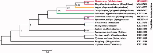 Figure 1. The phylogenetic tree of Bayesian interface analysis based on 13 PCGs and two rRNAs from 15 species.