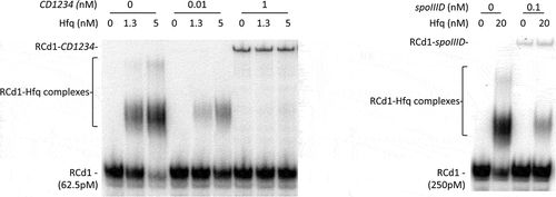 Figure 7. Analysis of the interaction between RCd1 and spoIIID or CD1234 in the presence or the absence of Hfq. Radioactive RCd1 transcript was synthesized in vitro and incubated alone or together with CD1234 or spoIIID transcripts with purified Hfq-His6 protein expressed as monomer forms. Brackets show Hfq-RCd1 complexes, the position of unbound RNA and RCd1-potential target complexes is indicated at the left