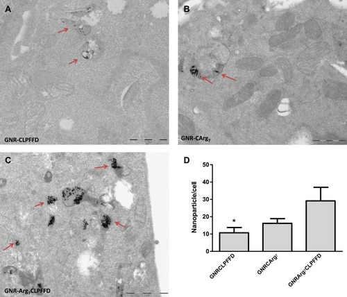 Figure 7 Representative TEM images of SH-SY5Y cells incubated with (A) GNR-CLPFFD; (B) GNR-CArg7; (C) GNR-Arg7CLPFFD for 24 h and (D) GNR-peptide per SH-SY5Y cell, the results represent the mean ± SEM, *p < 0.05 with respect to GNR. Red arrows indicate the presence of nanorods inside the vesicles.