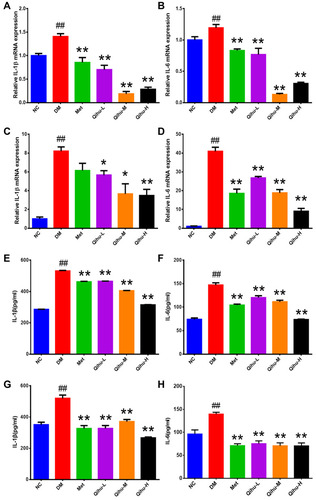 Figure 5 The effect of Qihu on the expression levels of IL-1β and IL-6 in the liver and pancreas of db/db mice. (A–D) The IL-1β and IL-6 mRNA levels in liver (A and B) and pancreas (C and D) were detected using qRT-PCR assay. (E and F) The IL-1β and IL-6 protein levels in the liver (E and F) and pancreas (G and H) were detected using ELISA analysis. All data were expressed as mean ± SD (n = 3). ## p < 0.01 vs NC, *p < 0.05 or **p < 0.01 vs DM.