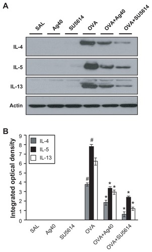 Figure 2 Effect of silver NPs on IL-4, IL-5, and IL-13 expression in lung tissues collected from ovalbumin-sensitized and ovalbumin-challenged mice. Sampling was performed 48 hours after the final challenge in saline-inhaled mice administered saline (SAL), saline-inhaled mice administered 40 mg/kg of silver NPs (Ag40) or SU5614 (SU5614), ovalbumin-inhaled mice administered saline (OVA), and ovalbumin-inhaled mice administered 40 mg/kg of silver NPs (OVA+Ag40) or SU5614 (OVA+SU5614). (A) Western blot analyses of IL-4, IL-5, and IL-13 in lung tissues. (B) Quantification of the IL-4, IL-5, and IL-13 protein levels in (A) using Gel-Pro Analyzer. Bars indicate the mean ± standard error of the mean and are representative of eight independent experiments using different preparations of lung tissues.Notes: The relative protein content was calculated as the ratio of the integrated optical density of each protein to that of actin. *P < 0.05 versus OVA; #P < 0.05 versus SAL.Abbreviations: IL, interleukin; NP, nanoparticle.