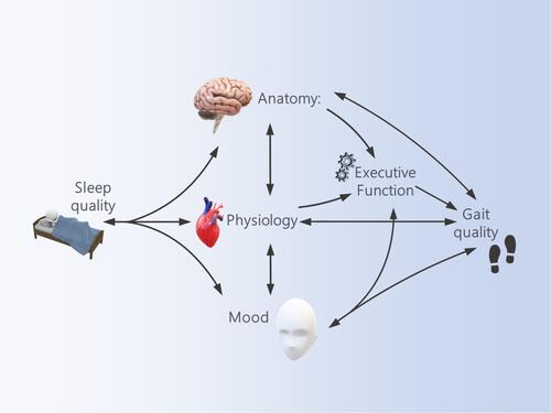 Figure 2 A theoretical model proposing underlying potential mechanisms explaining the link between sleep quality, executive function, and gait quality.