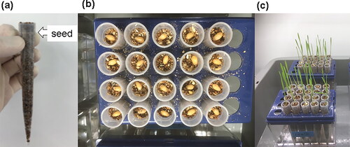 Figure 1. Tip method for assessing sensitivity to salt stress in CS. (a) 5 mL pipette tip filled with vermiculite. (b) A tray with 20 tips, each containing an imbibed seed placed on vermiculite with embryo facing upward. (c) Seedlings growing in tips laid on trays in racks containing NaCl solution.
