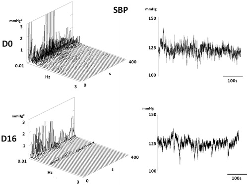 Figure 12. A typical SBP spectrum of one rat before and after treatment with DOX. Note a decrease of spectral power in lower frequencies (VLF and LF) in rats 16 days after treatment by DOX.