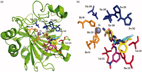 Figure 2. Ribbon diagram (a) and active site detail of the adducts with ureido-substituted benzenesulfonamide CAIs (b); SLC-0111 (cyan, pdb: 3N4B), 4–(3-(3-nitrophenyl)ureido) benzenesulfonamide (pink, pdb: 3N2P), 4–(3-(2-isopropylphenyl)ureido) benzenesulfonamide (yellow, pdb: 3N3J) and 4–(3-cyclopentylureido) benzenesulfonamide (light orange, pdb: 3MZC) (superimposed)Citation9. Figure made using PyMol (Delano Scientific).
