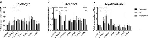 Figure 3. Relative mRNA expression of keratocyte markers. Relative mRNA expression in maintained keratocytes (a), keratocytes differentiated into fibroblasts (b), and keratocytes differentiated into myofibroblasts (c). The results are shown as average ± SD from six biological replicates. * P < 0.05.