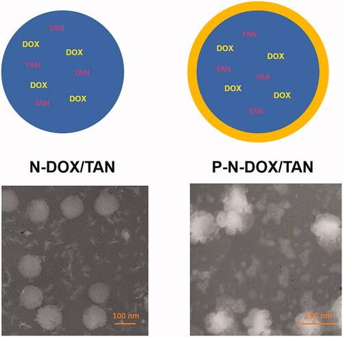 Figure 1. Scheme graphs and TEM images of N-DOX/TAN and P-N-DOX/TAN.